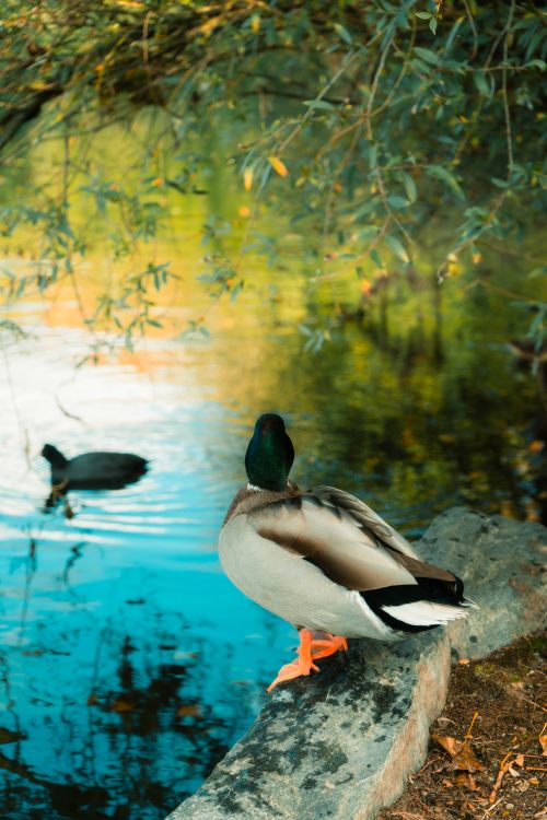 Free A mallard duck by a tranquil pond in Freiburg, Germany during a sunny day. Stock Photo