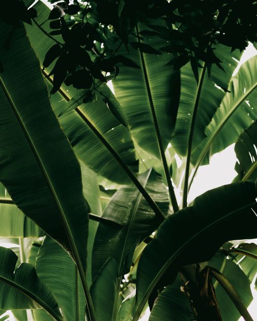 Free Vibrant tropical leaves canopy in the natural beauty of Bali's rainforest. Stock Photo