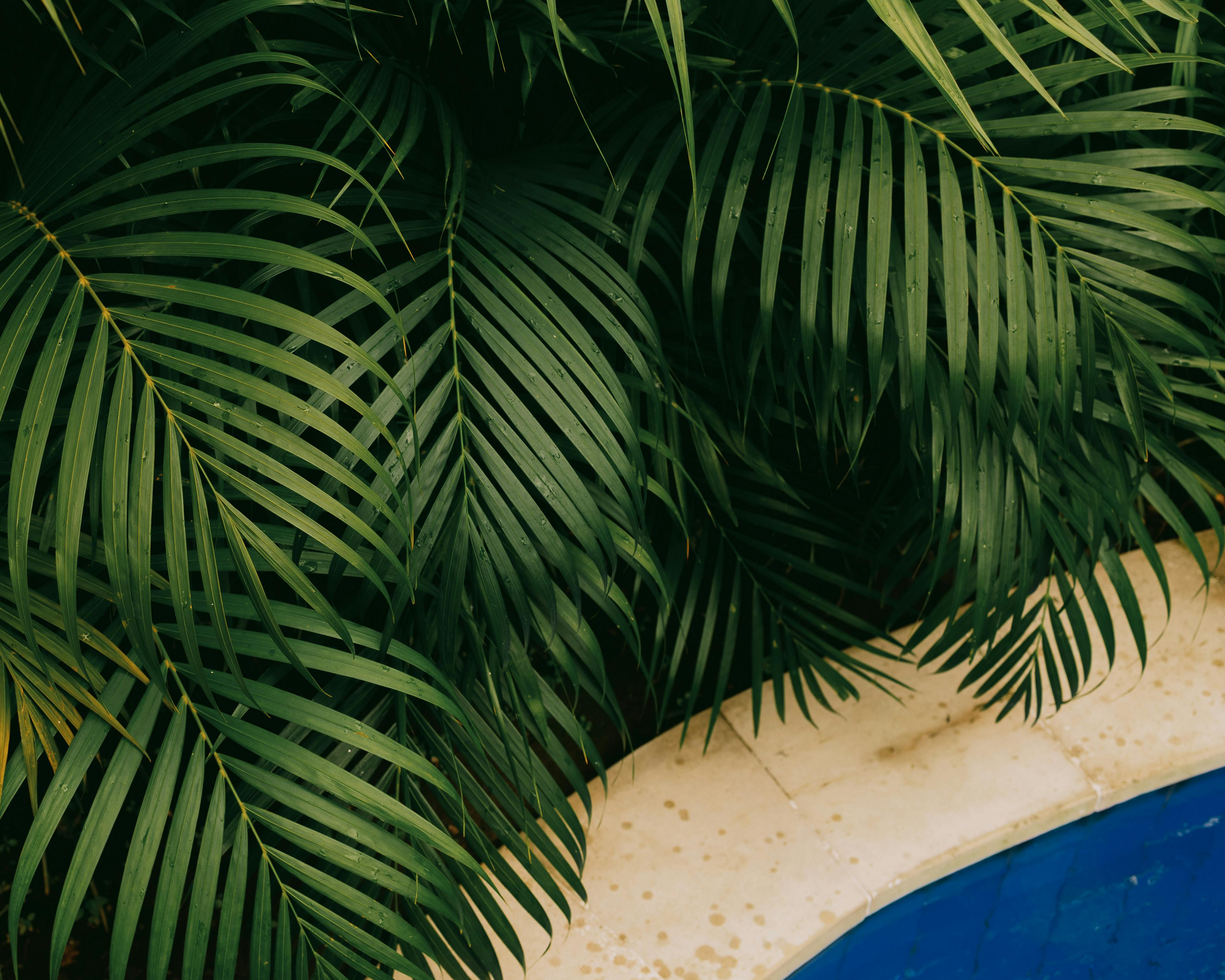 Gratis Fargerike palmeblader omgir bassengområdet i en tropisk hage på Bali, Indonesia. Arkivbilde