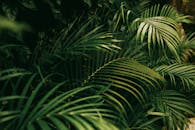 Lush Tropical Foliage in Bali's Rainforest