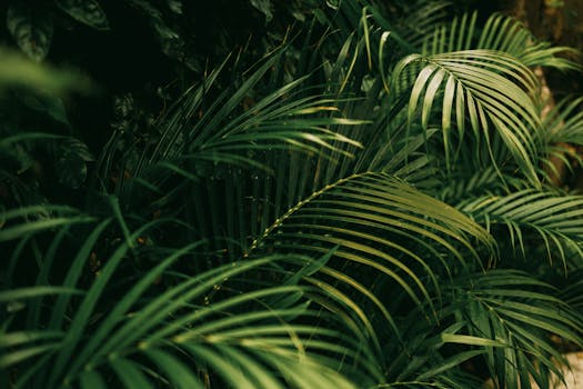 Vibrant tropical leaves creating natural background in Bali, Indonesia's rainforest.