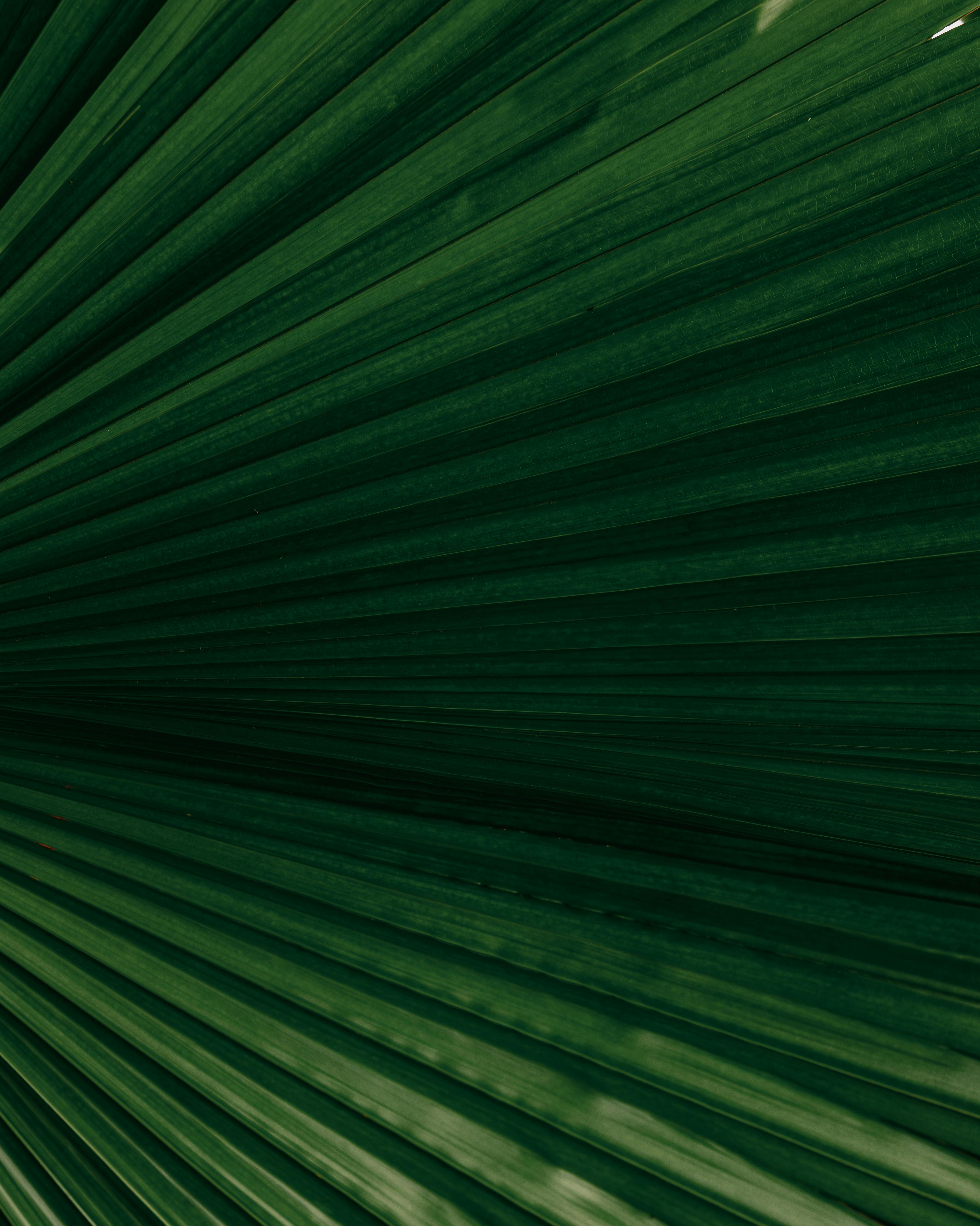 Безкоштовне Крупний план тропічного пальмового листка, що випромінює насичену зелену текстуру, знятий на Балі, Індонезія стокове фото