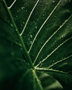 Macro shot of dew-covered tropical leaf after rain in Bali, showcasing lush greenery.