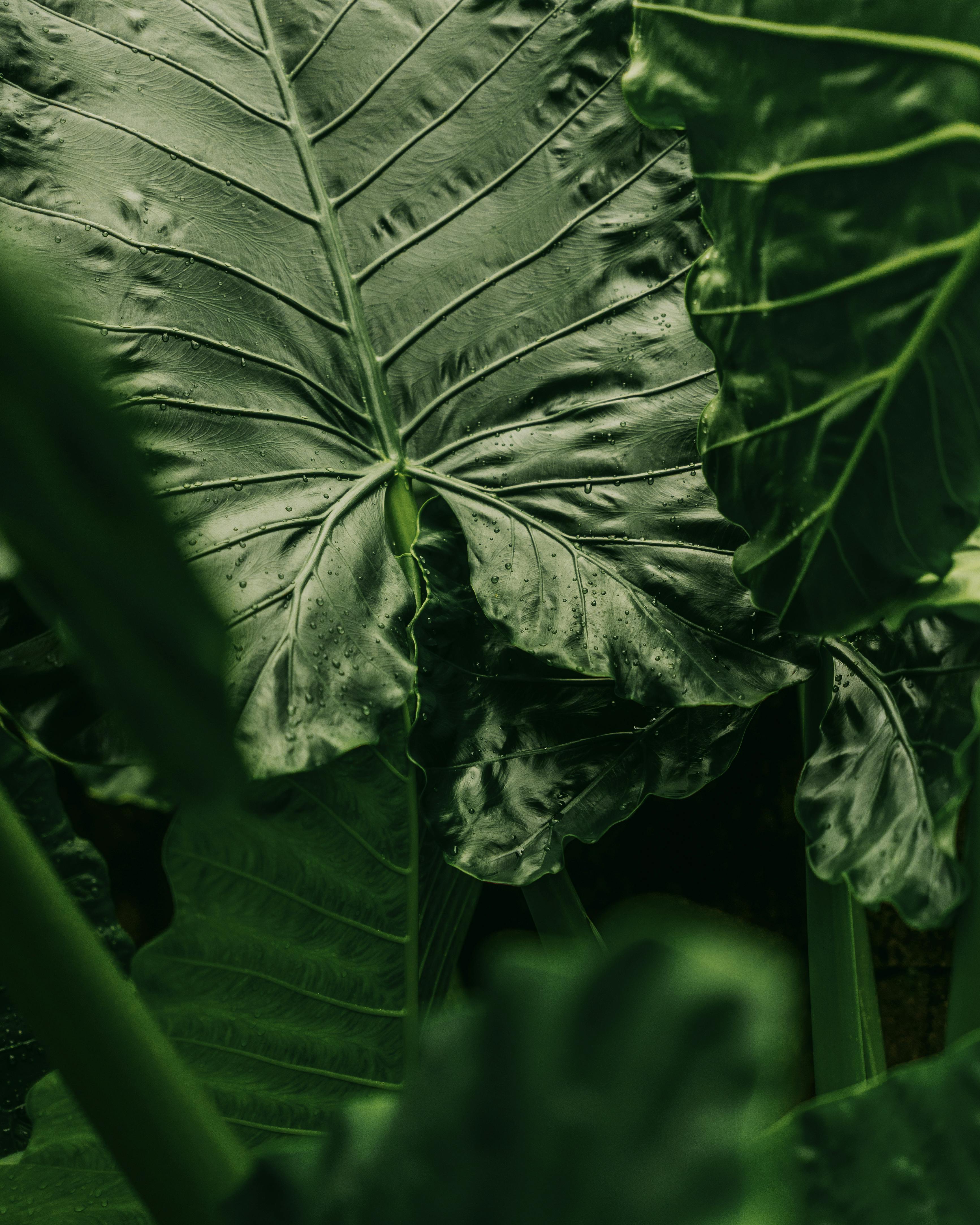 Close-up of tropical leaves with rain droplets in a lush Bali garden, capturing the essence of nature's beauty.