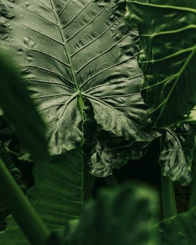 Close-up of tropical leaves with rain droplets in a lush Bali garden, capturing the essence of nature's beauty.