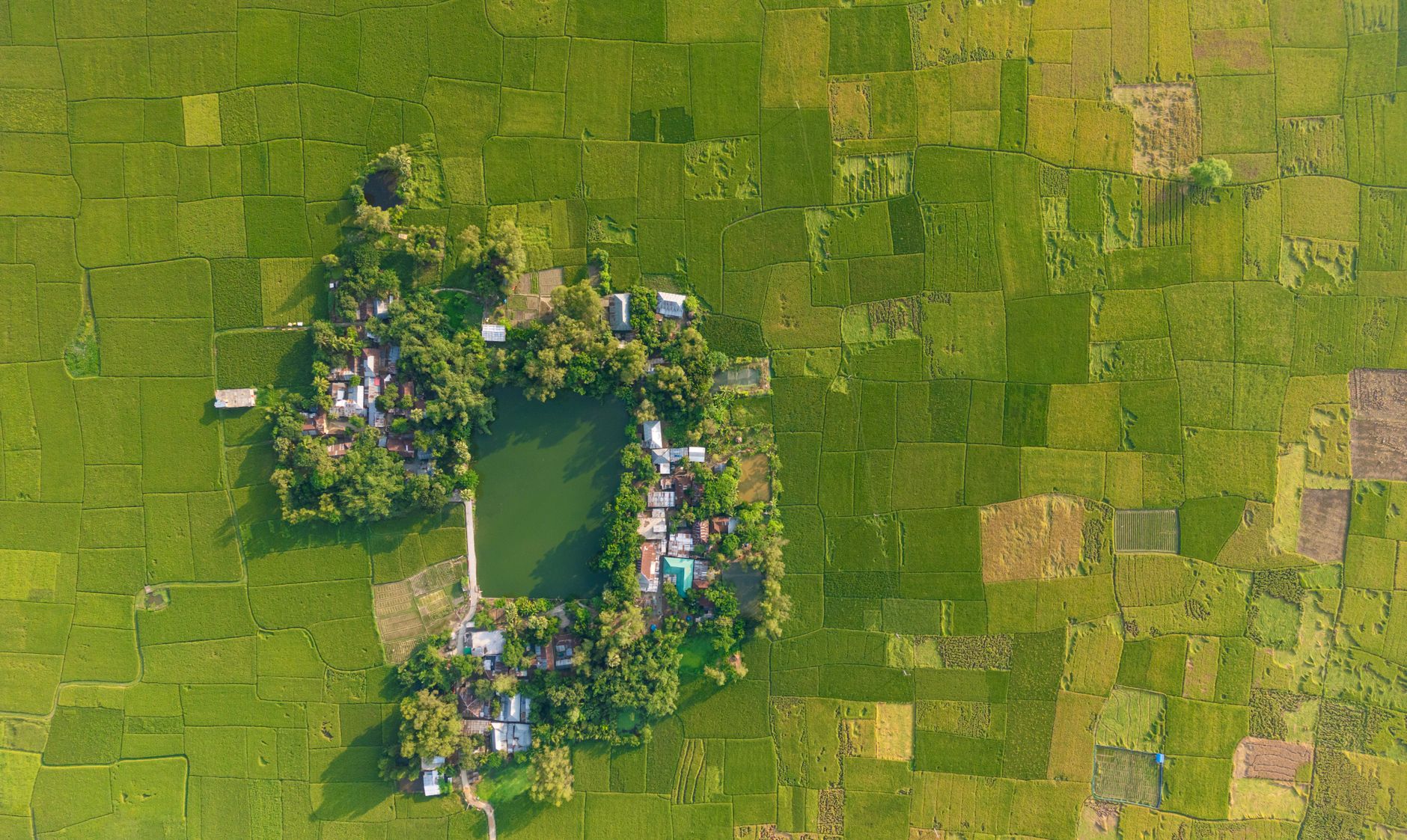 Drone shot capturing scenic village surrounded by lush fields in Bangladesh.