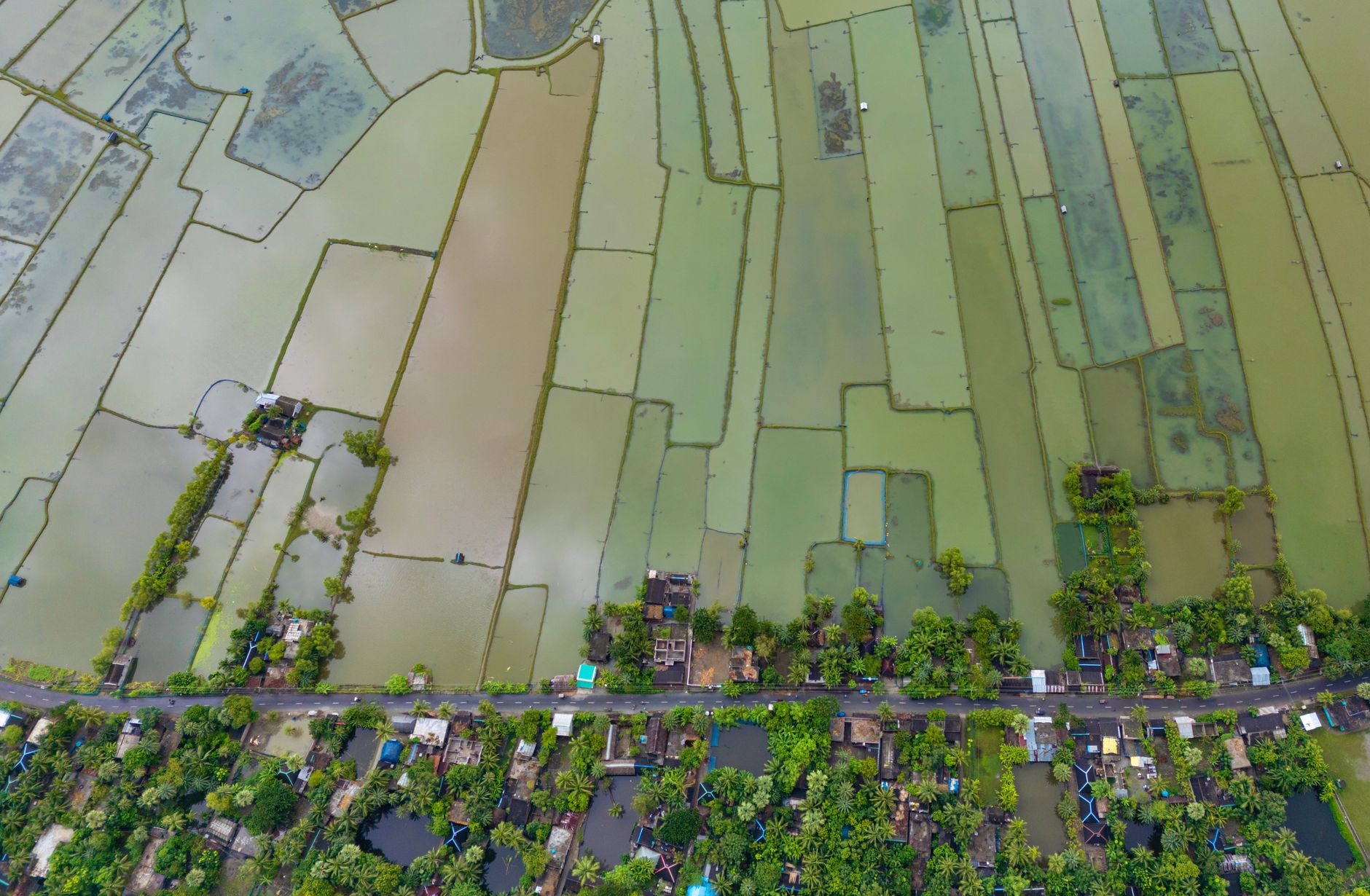 Stunning aerial photo of Bangladeshi rice fields and village, showcasing local agriculture.