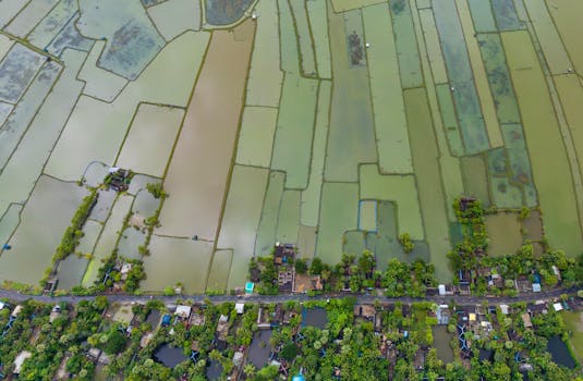 Stunning aerial photo of Bangladeshi rice fields and village, showcasing local agriculture.