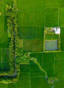 Stunning aerial photo of vibrant rice fields in Bangladesh with a small pond.