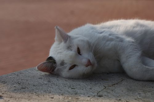Free A serene white cat with a black spot relaxing on a concrete surface in daylight. Stock Photo