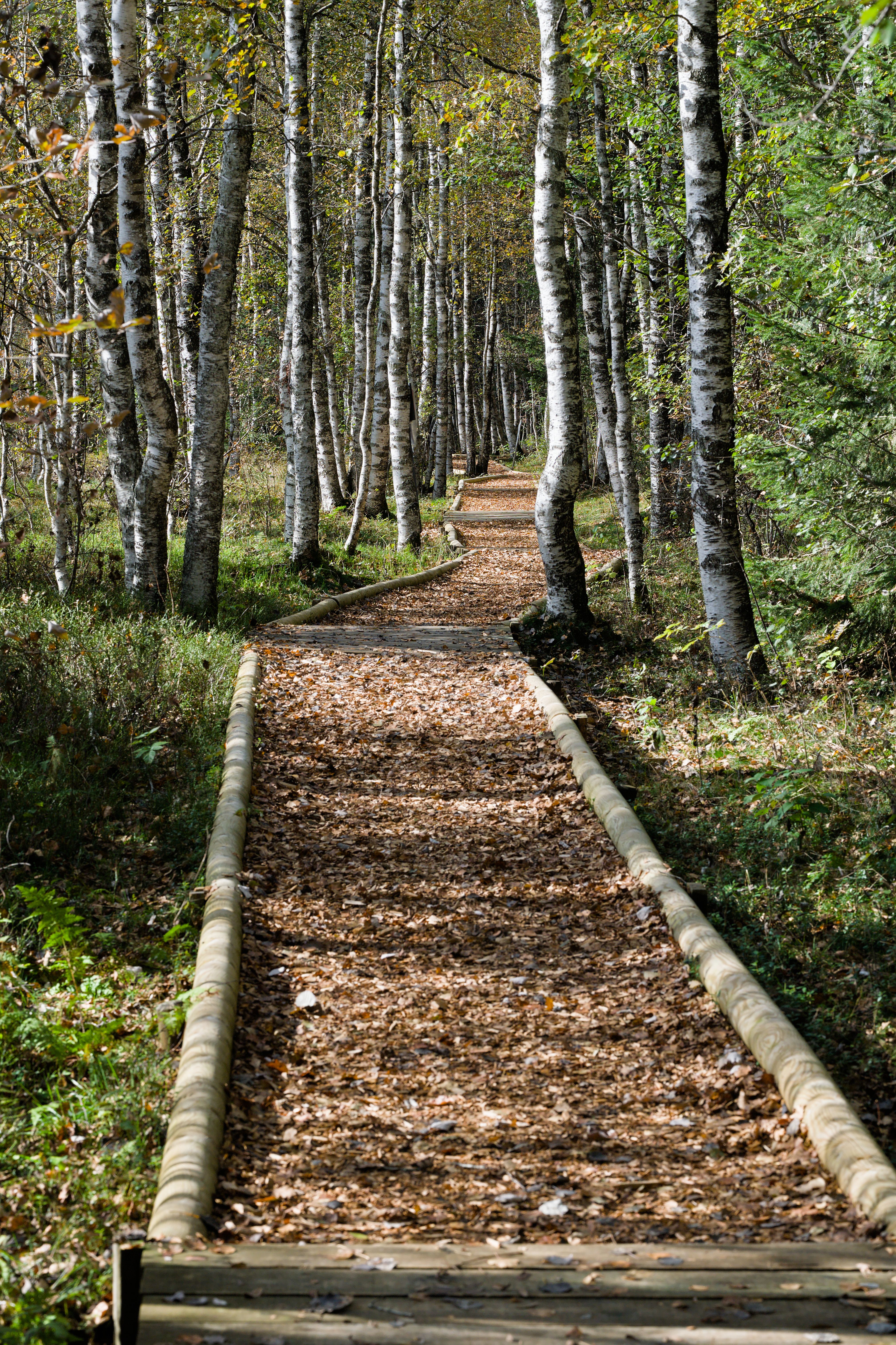 Serene Birch Forest Pathway in Fall · Free Stock Photo