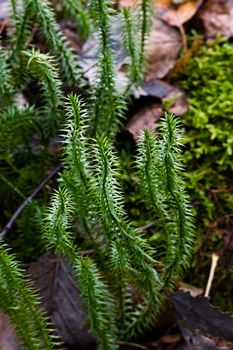 Detailed view of club moss on forest floor, highlighting its vibrant green texture.