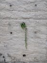 Urban Resilience: Plant Emerging from Stone Wall