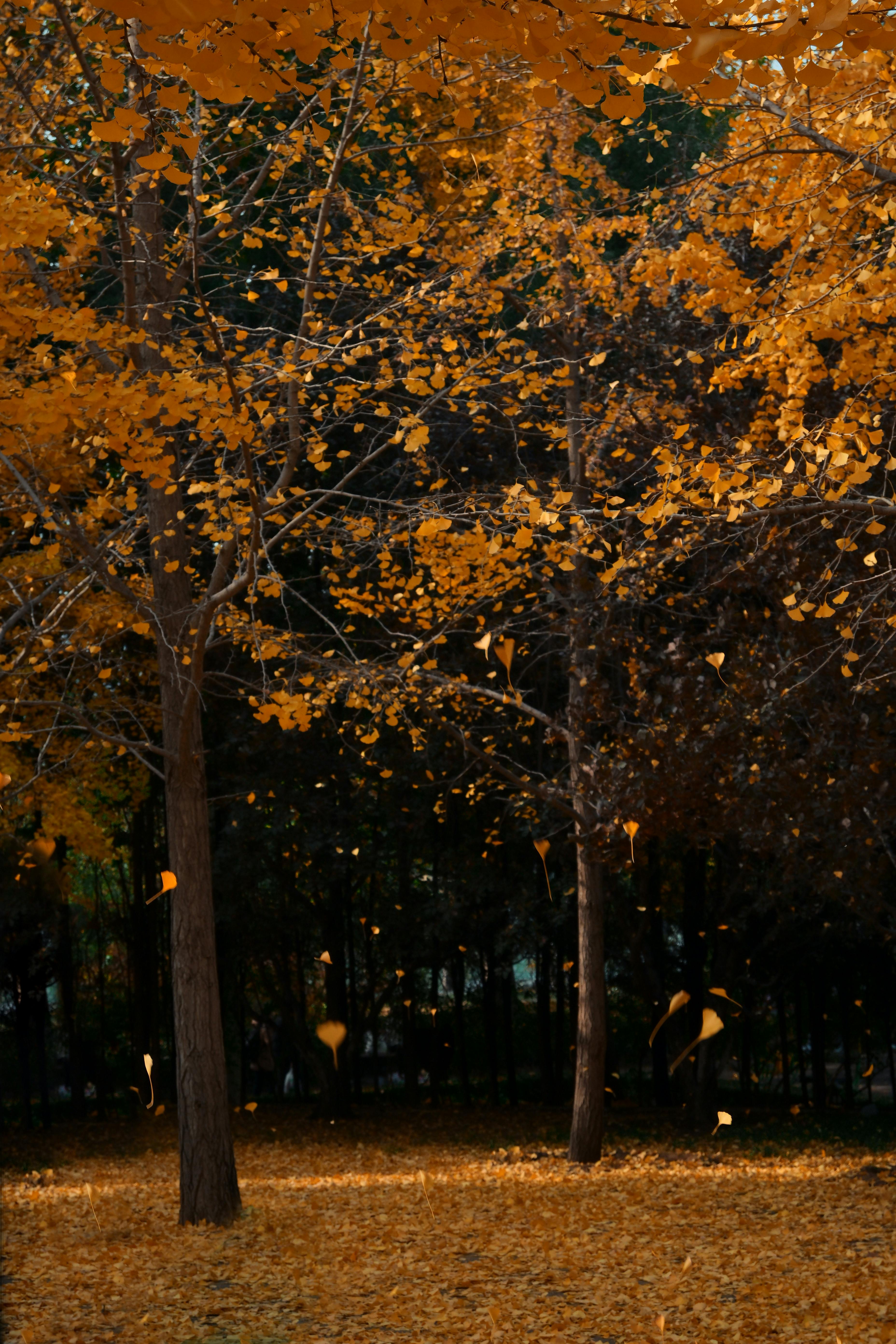 Golden autumn leaves falling in a serene Beijing park, showcasing the beauty of nature.
