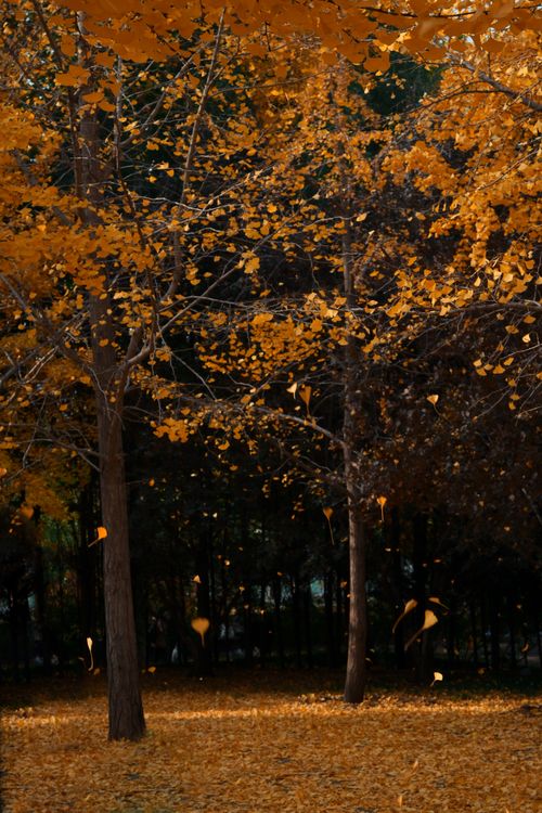 Free Golden autumn leaves falling in a serene Beijing park, showcasing the beauty of nature. Stock Photo