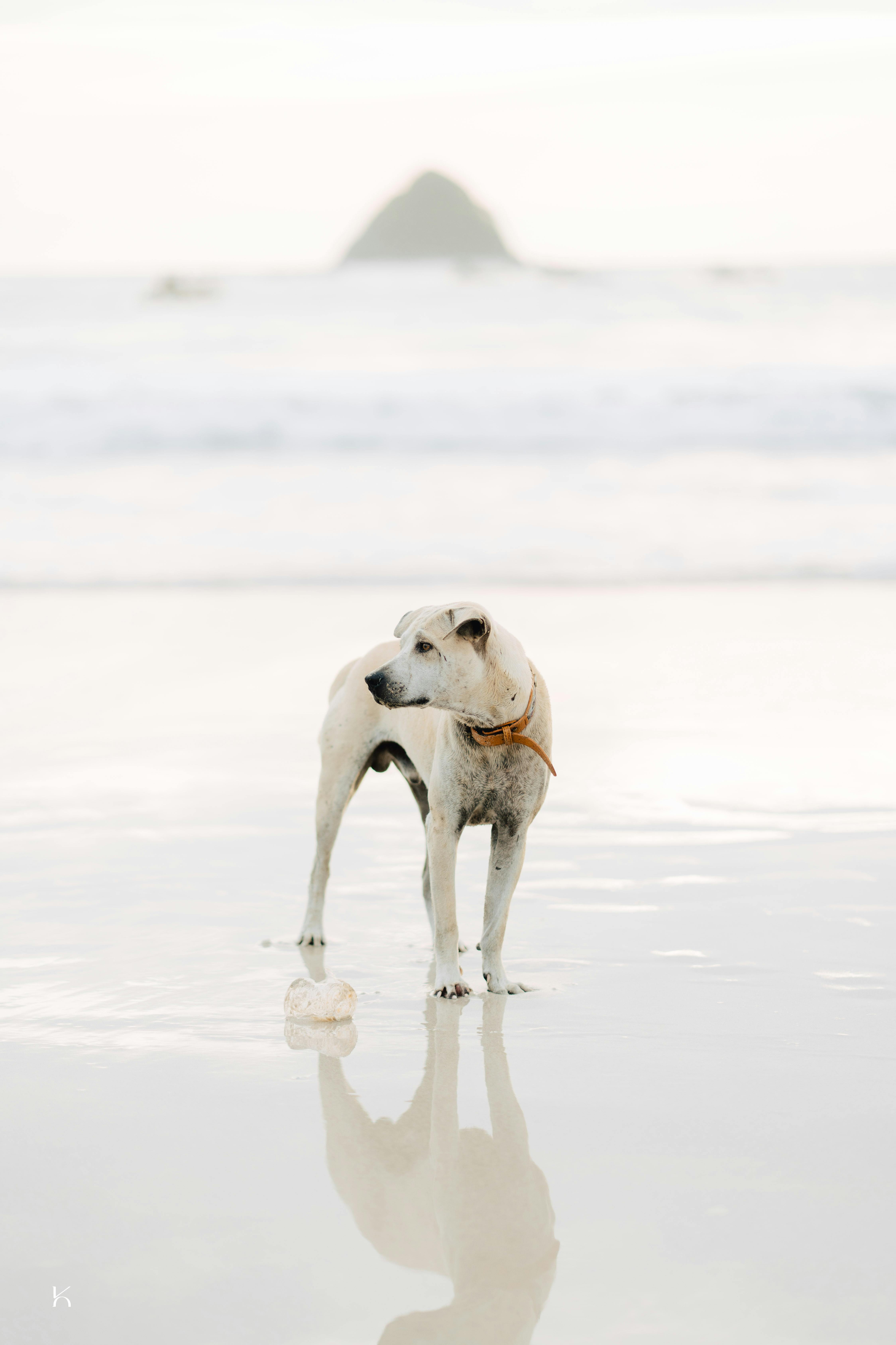 Dog standing on a reflective beach with soft pastel tones.