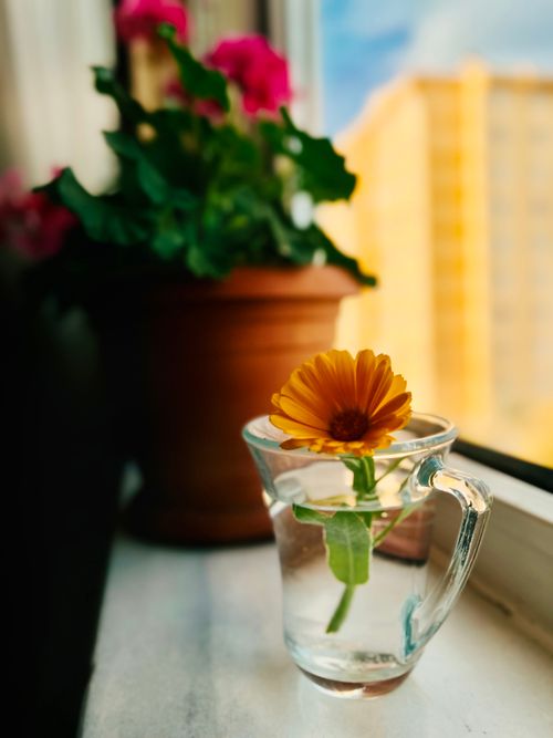Free A bright marigold in water glass on a windowsill, with lush foliage and warm outdoor view. Stock Photo