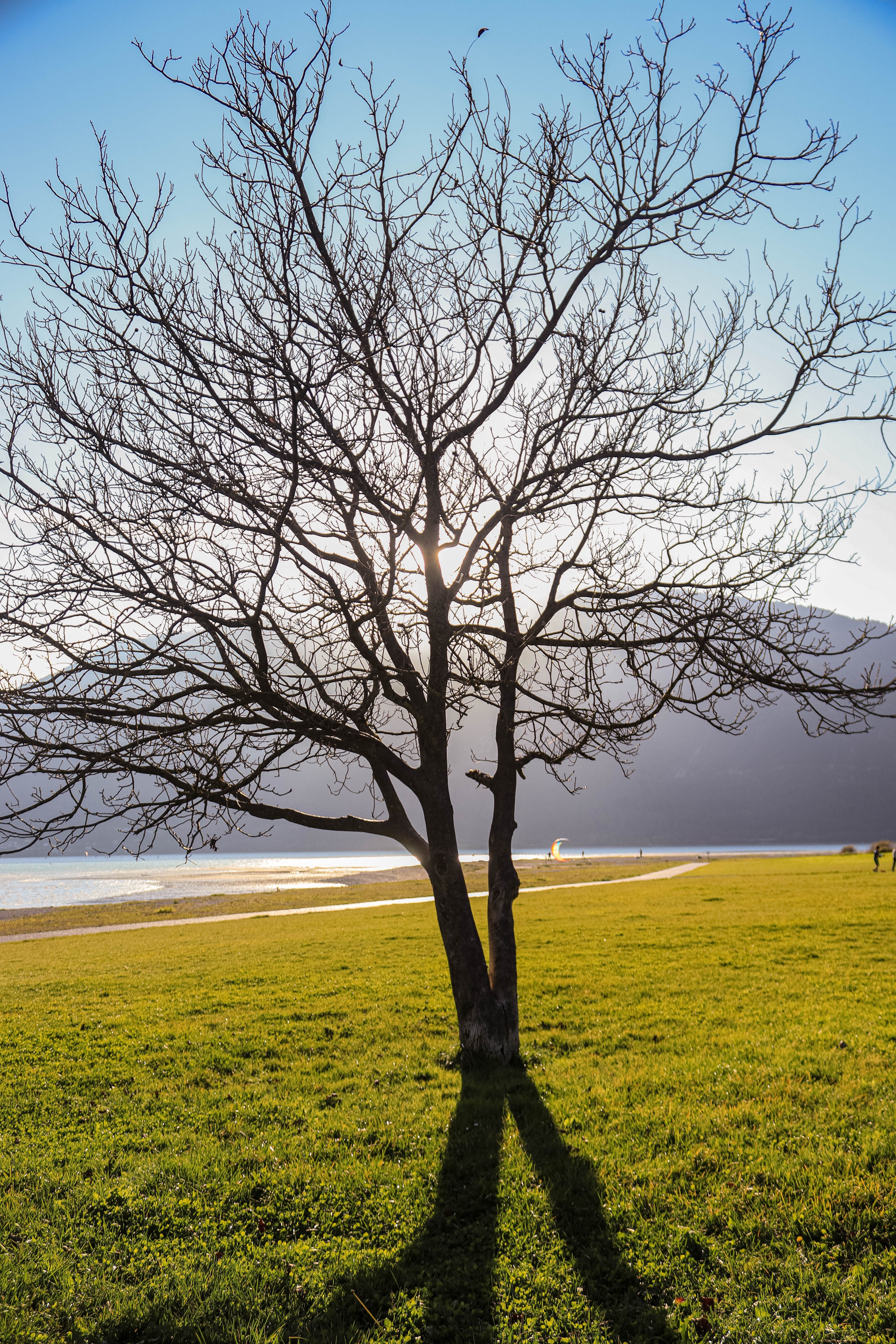 Serene Landscape with Lone Tree at Sunset · Free Stock Photo