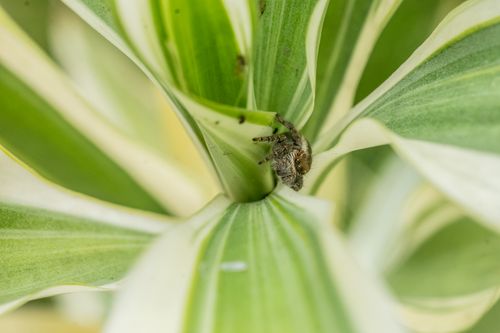 Free Macro capture of a jumping spider nestled within the variegated leaves of a Dracaena plant. Stock Photo