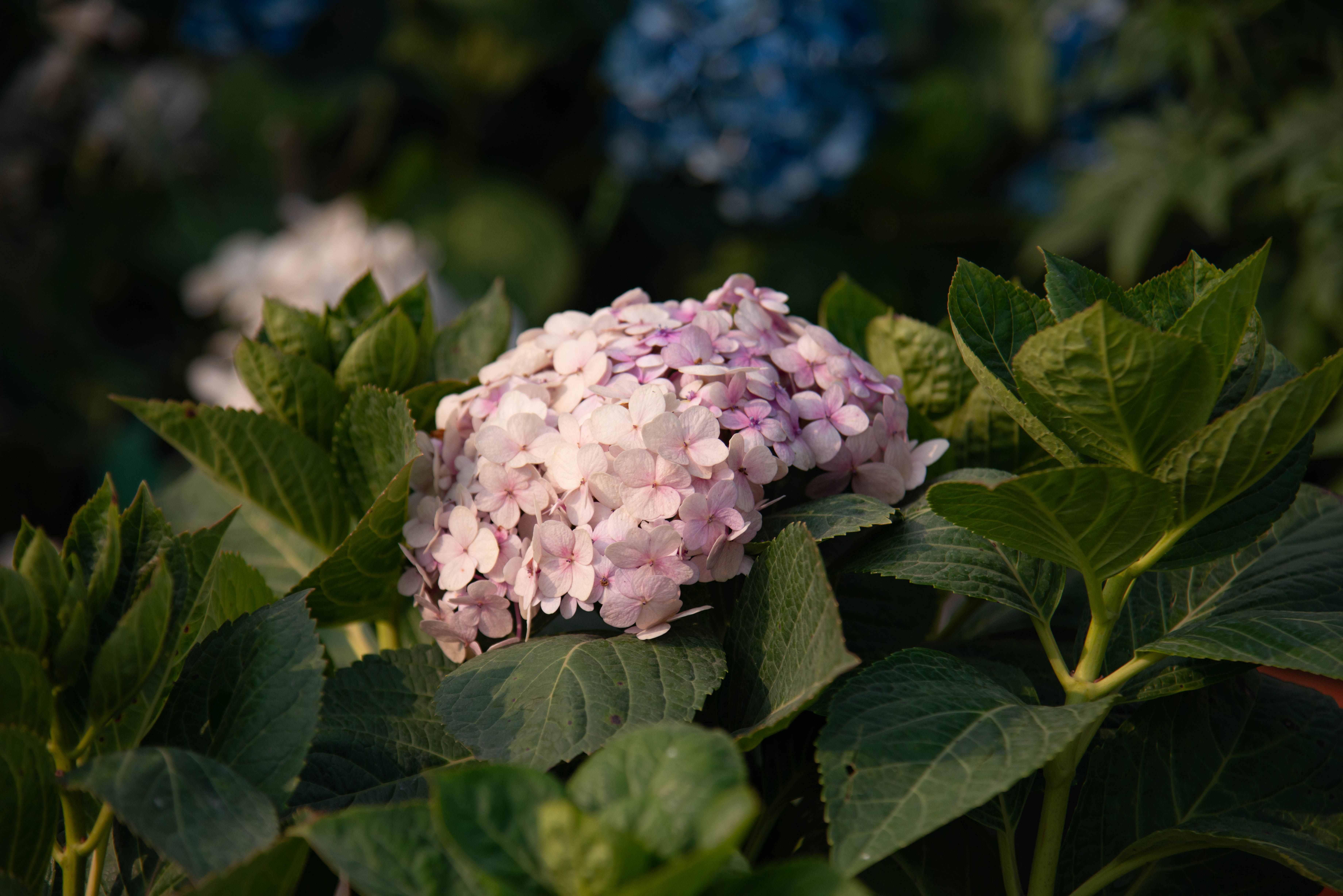 Close-up of Pink Hydrangea Blooms in Garden Setting · Free Stock Photo