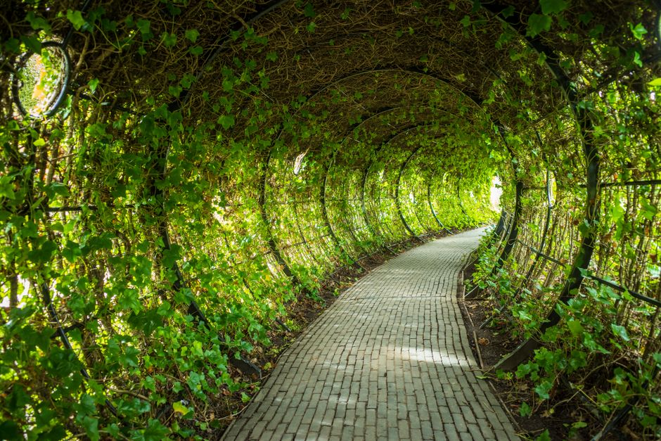Serene green tunnel passage in an English garden, enveloped with lush foliage. Perfect for a tranquil retreat.