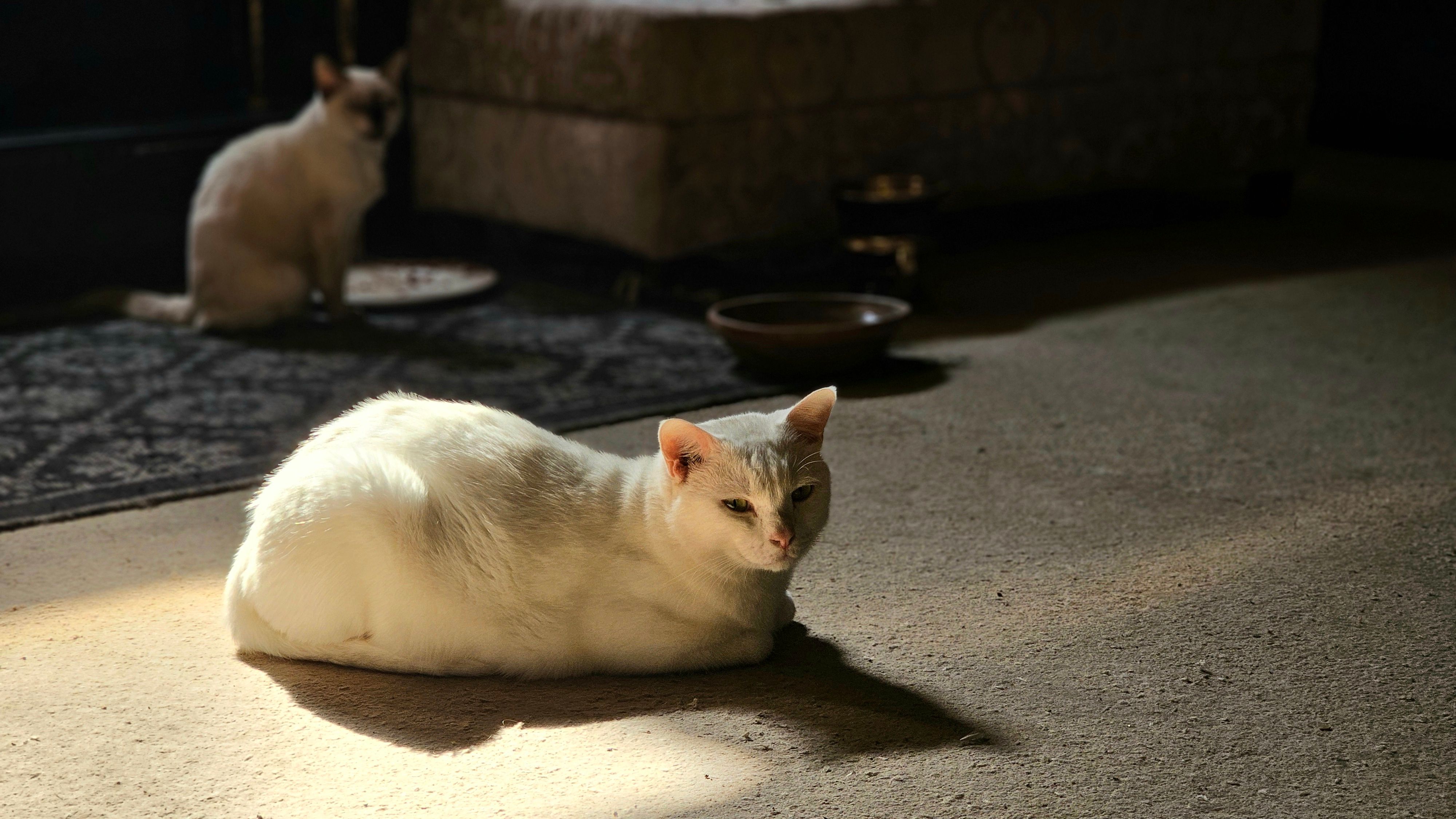 Portrait of a cat at a veterinary clinic