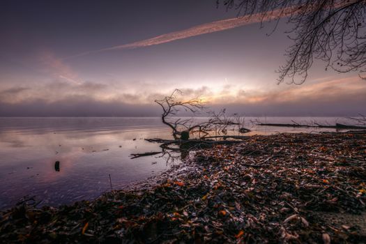 Serene misty lake panorama at dawn with a barren twisted tree silhouette against colorful sky.