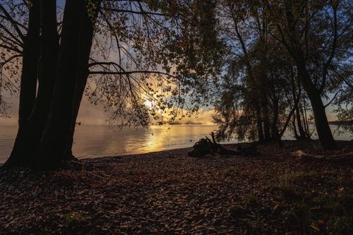 Free Peaceful sunrise over a lakeside forest in autumn, showcasing vibrant foliage. Stock Photo