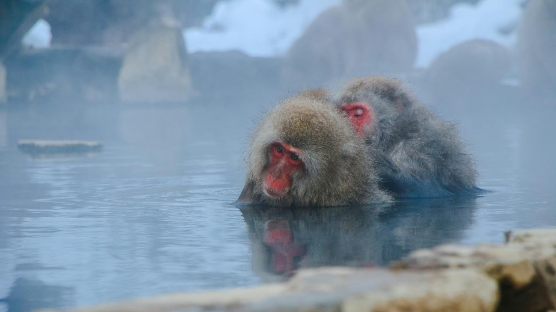 Two Monkeys Partially Submerged in Water