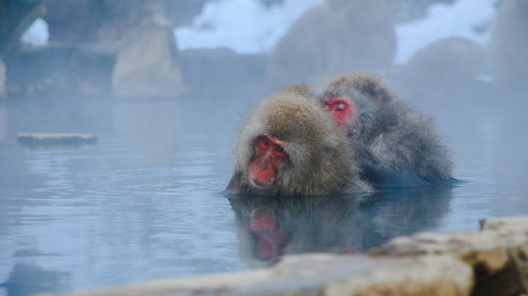 Two Monkeys Partially Submerged In Water