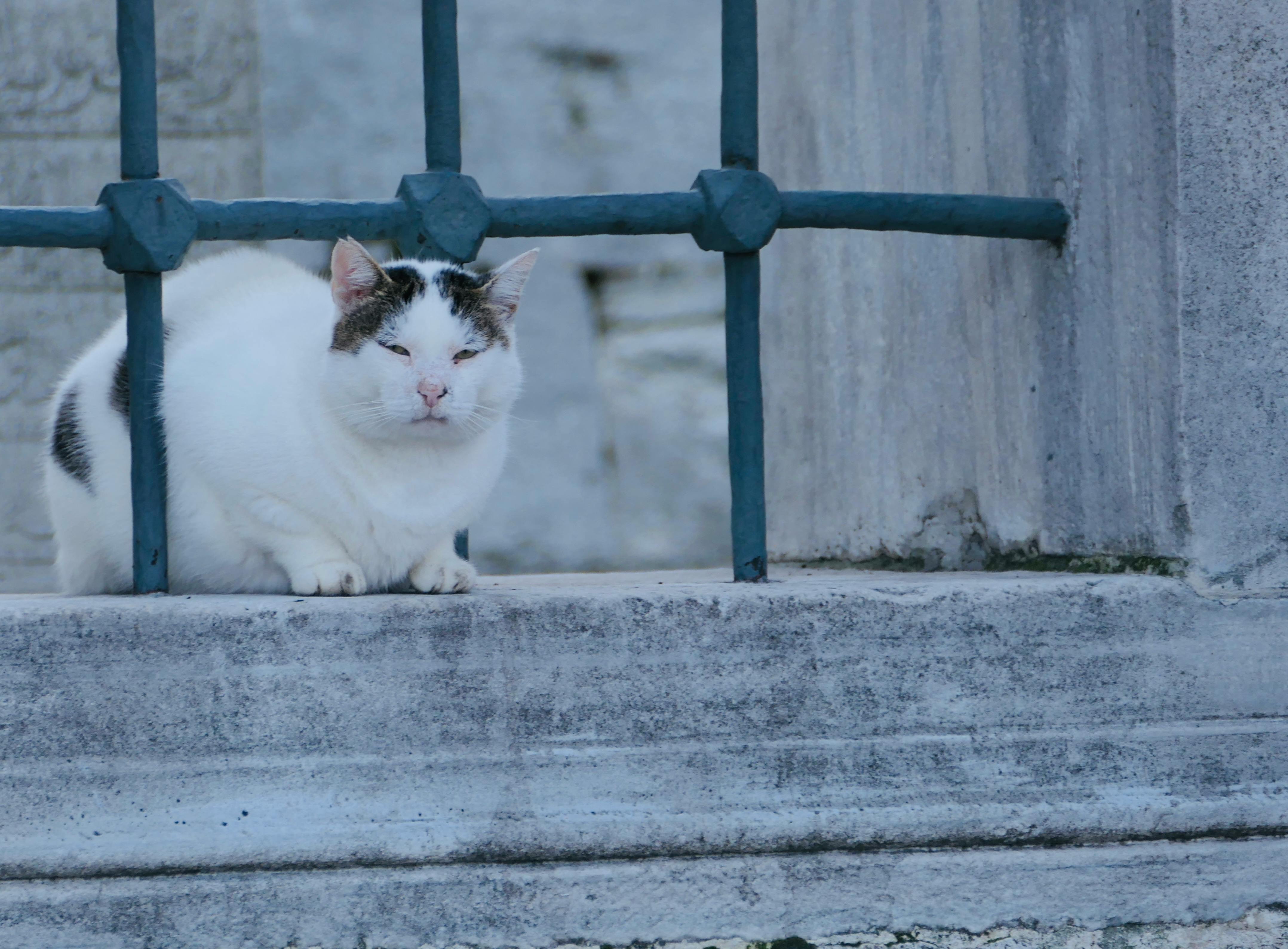 Free White and black cat resting behind a barred iron fence on a stone structure. Stock Photo