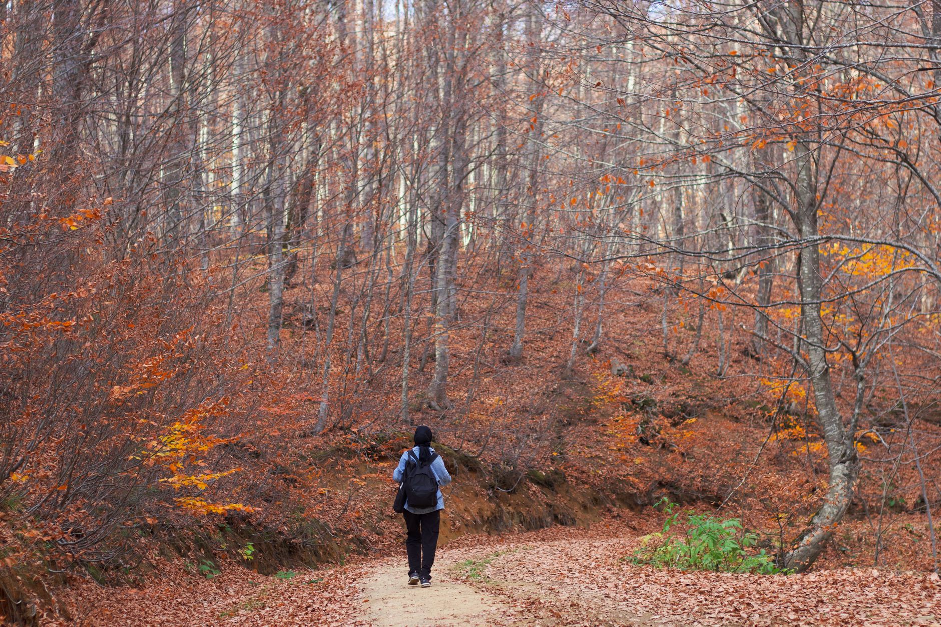 hiker autumn forest trail
