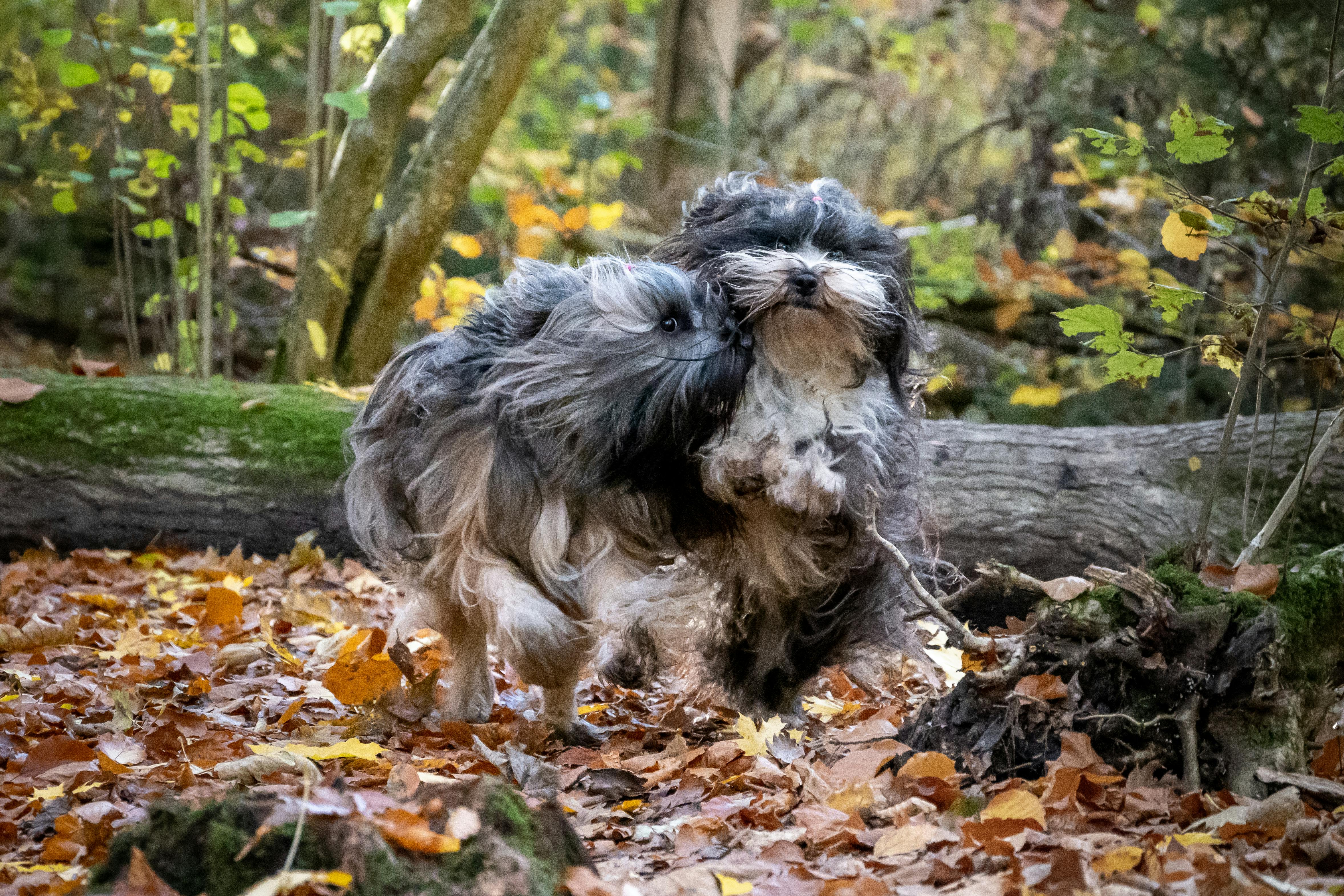 日本熊出沒攪亂生活 柴犬主人盼早日恢復平靜