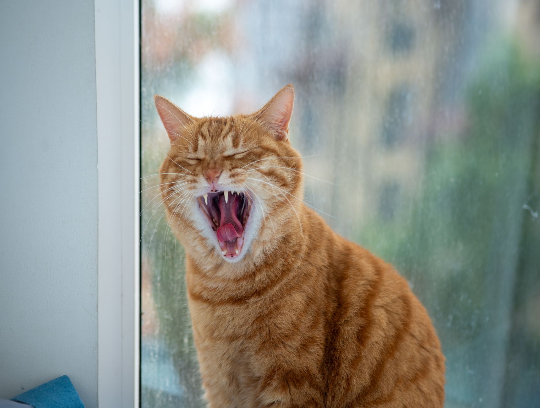Portrait of a cat at a veterinary clinic