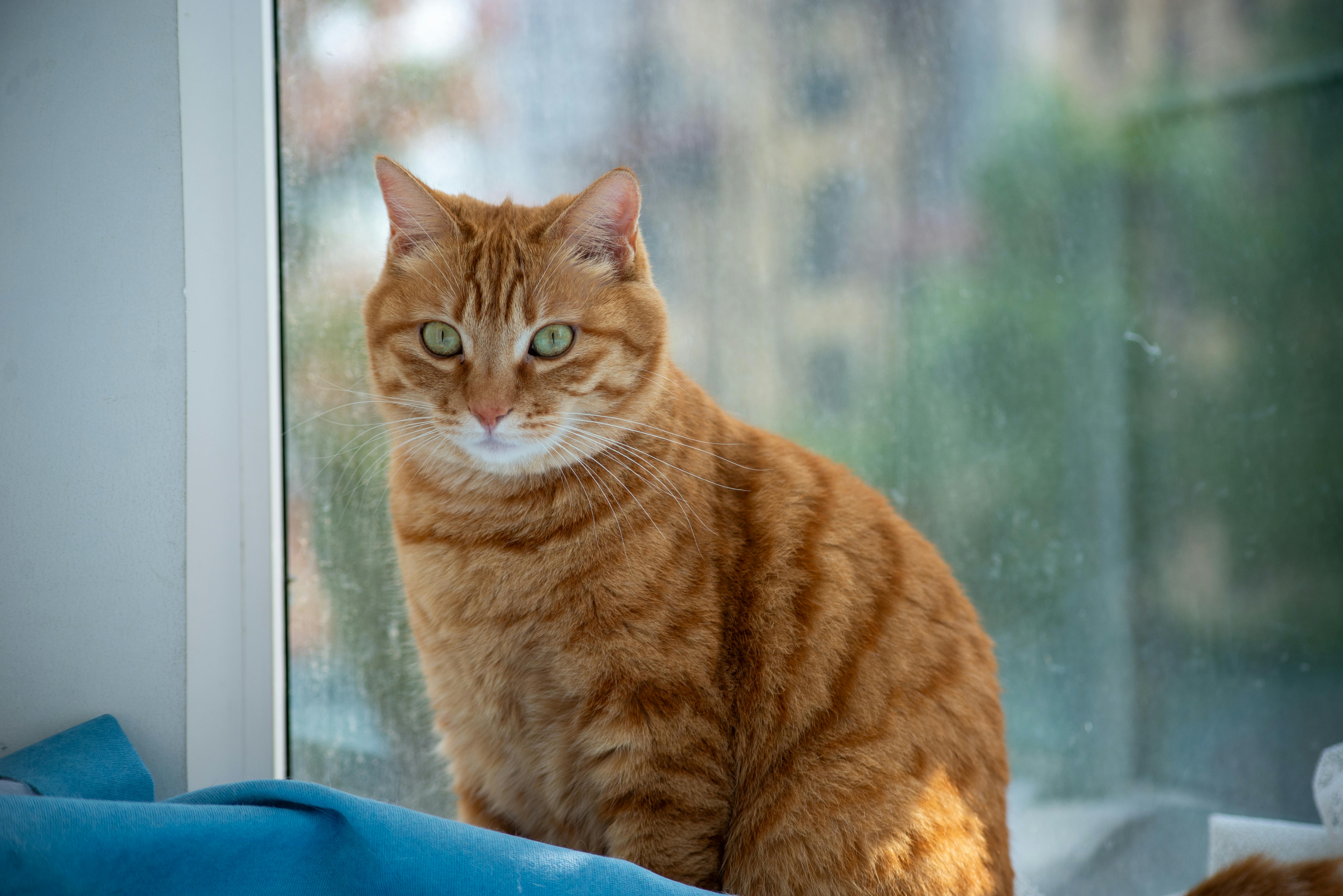 Gato condenado à “prisão domiciliar”: O caso de Rémi!