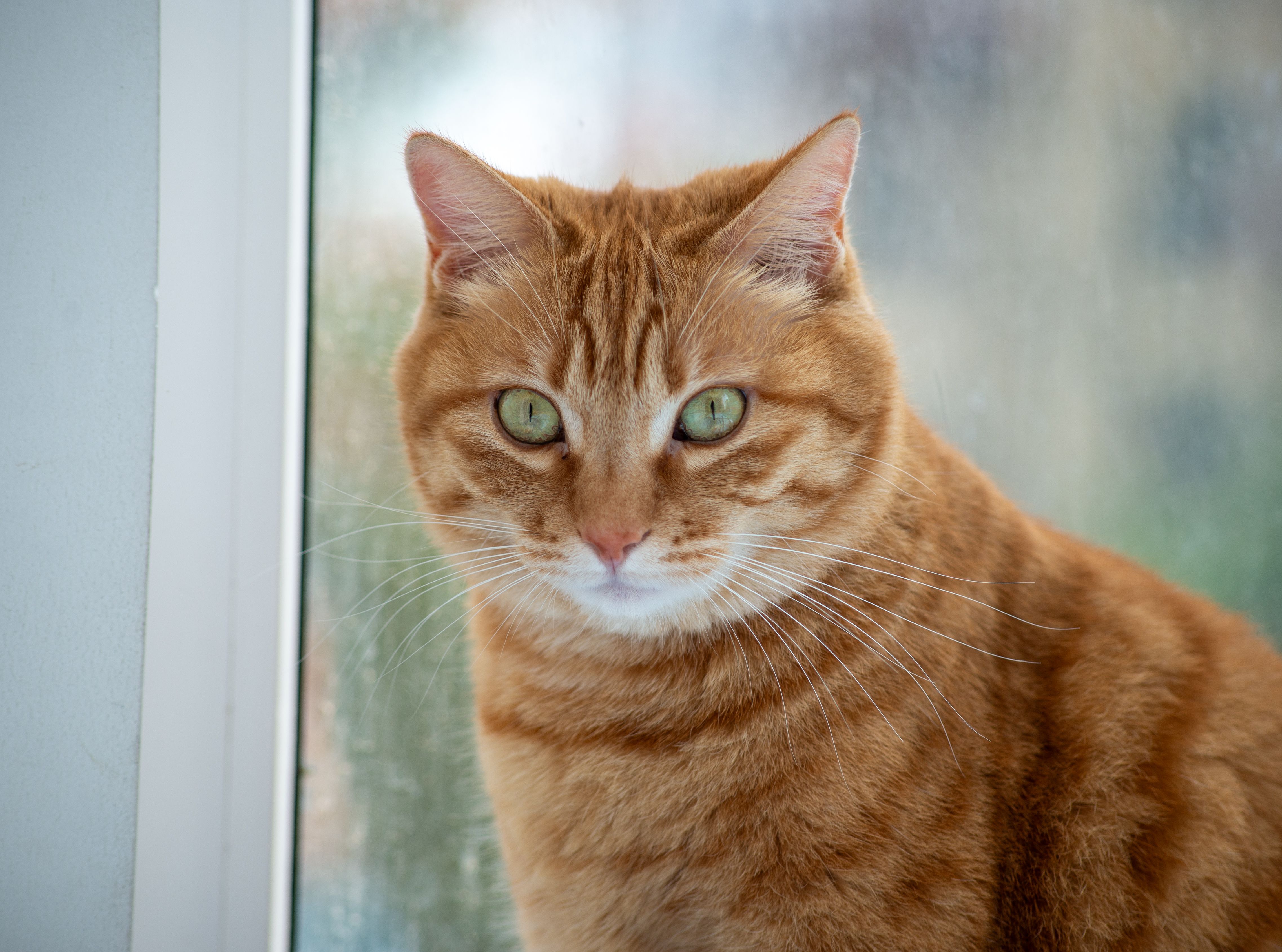 Veterinary care for a cat