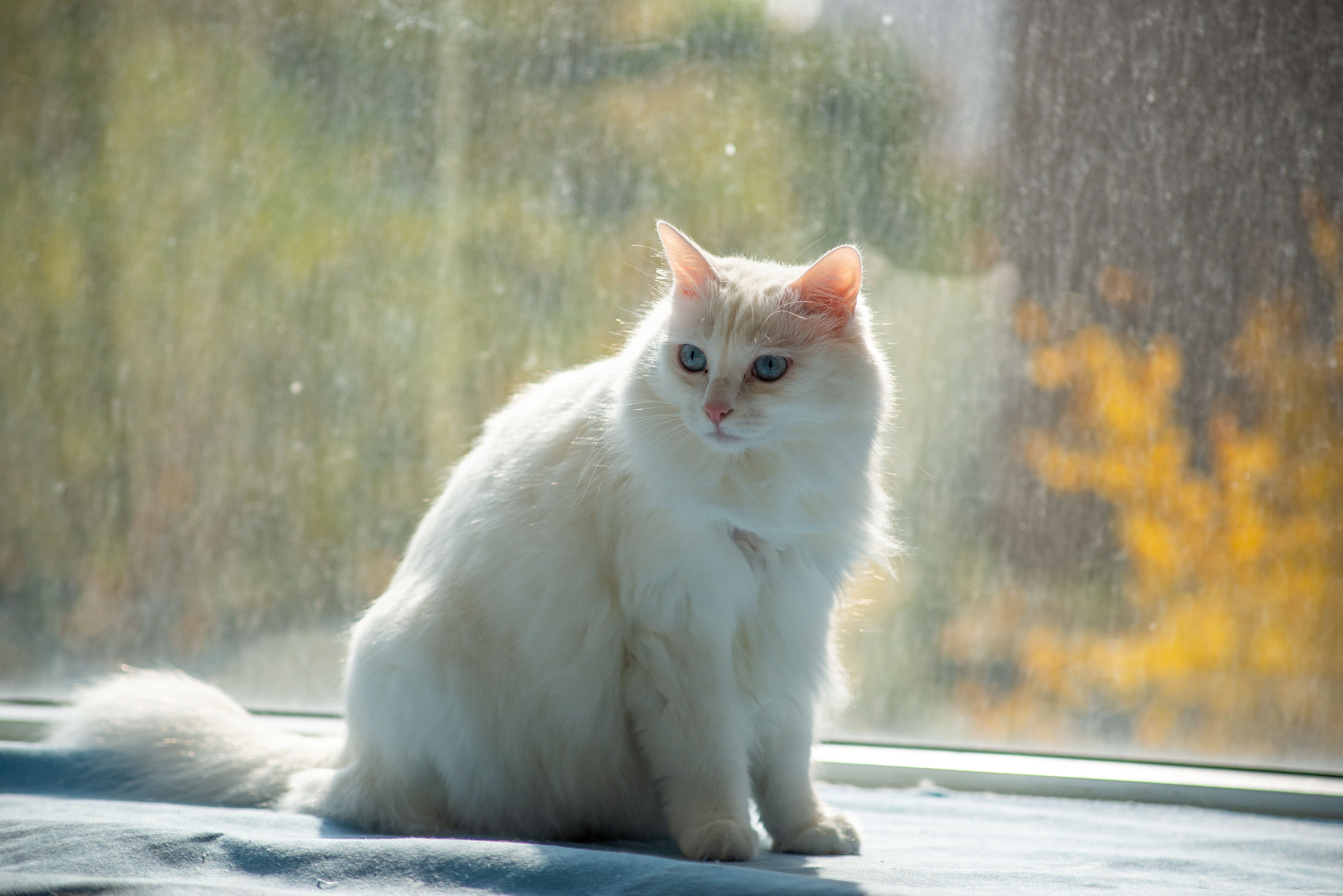 Fluffy White Cat Sitting by Sunlit Window · Free Stock Photo