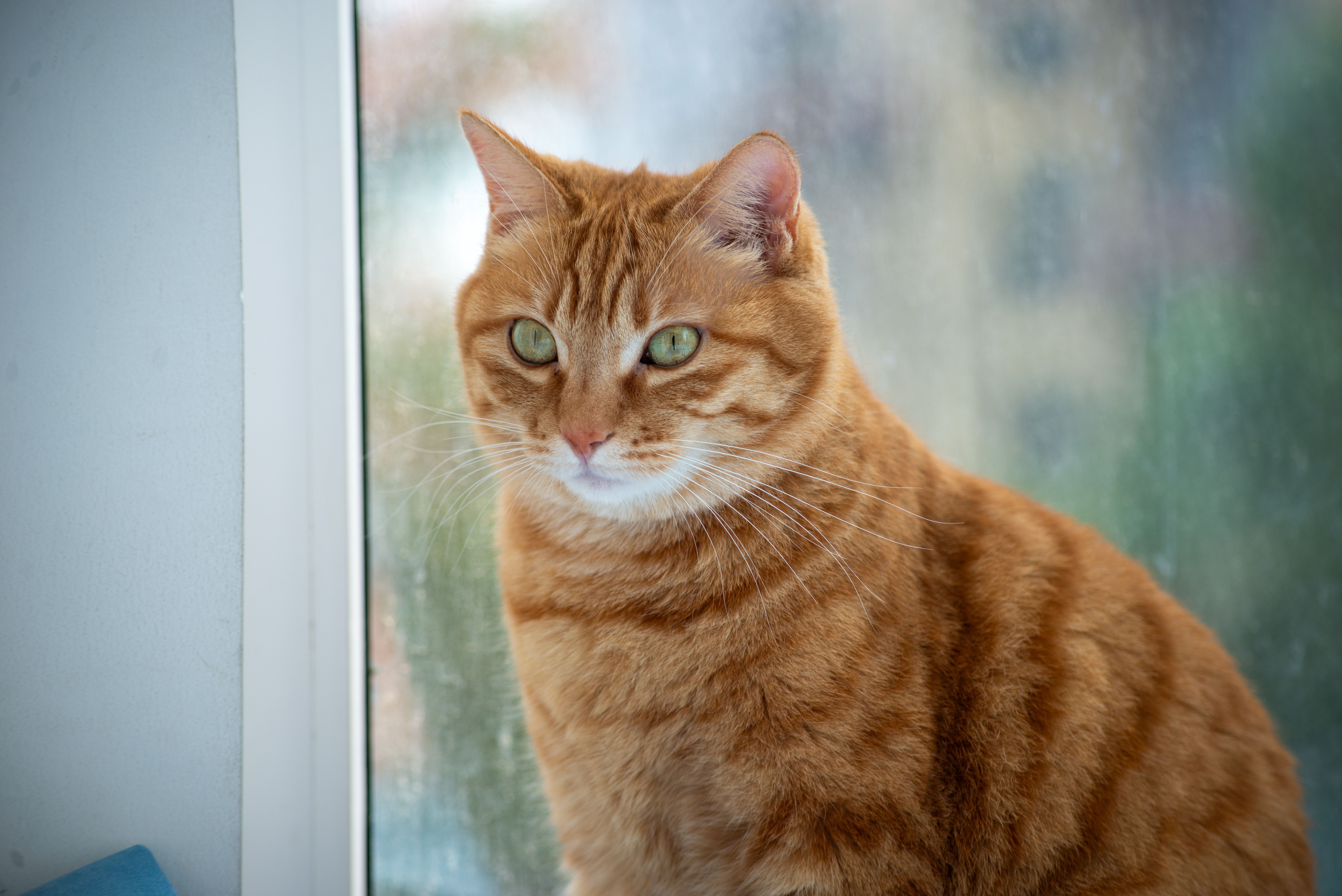Portrait of a cat at a veterinary clinic