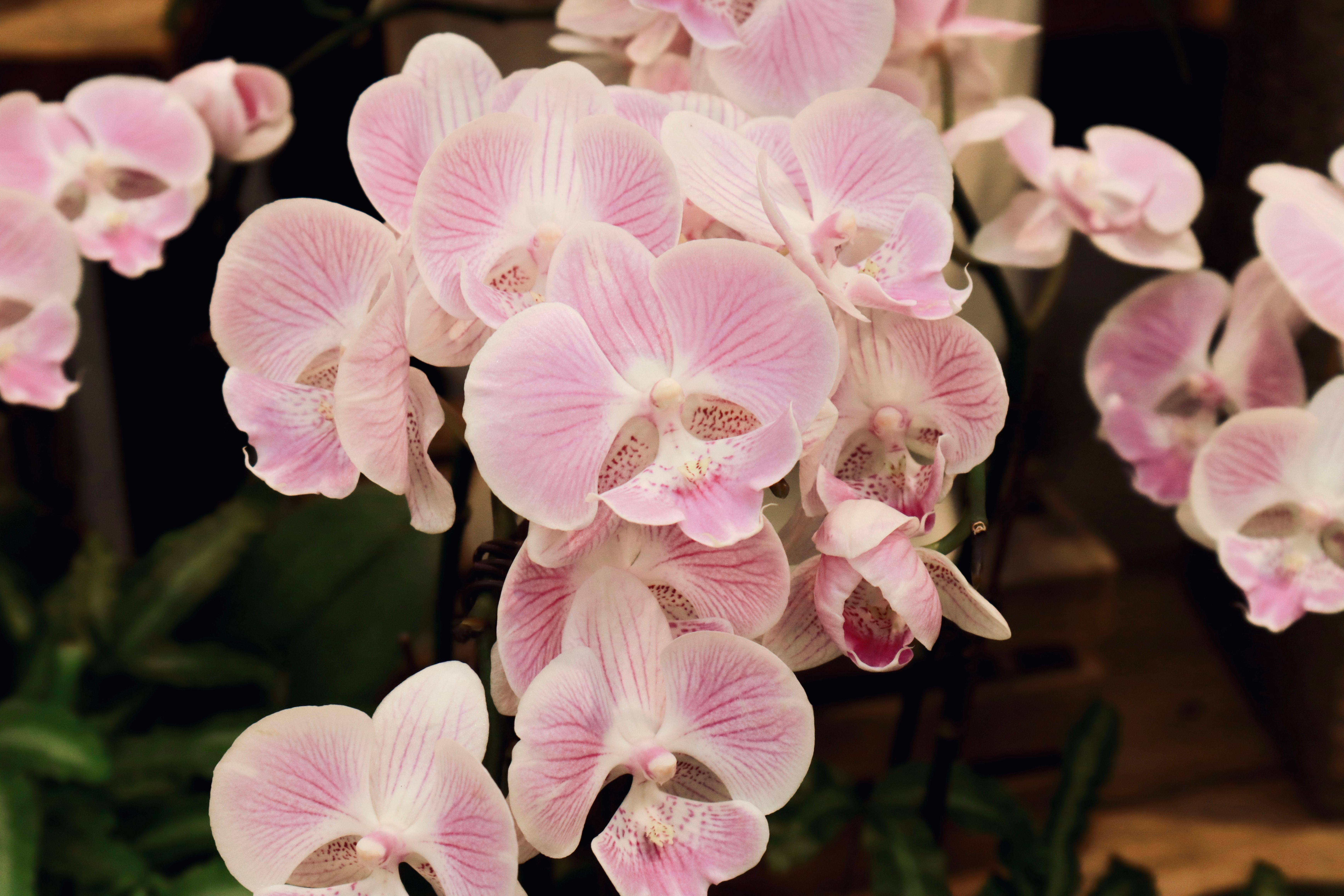 Comment faire refleurir une orchidée ?
