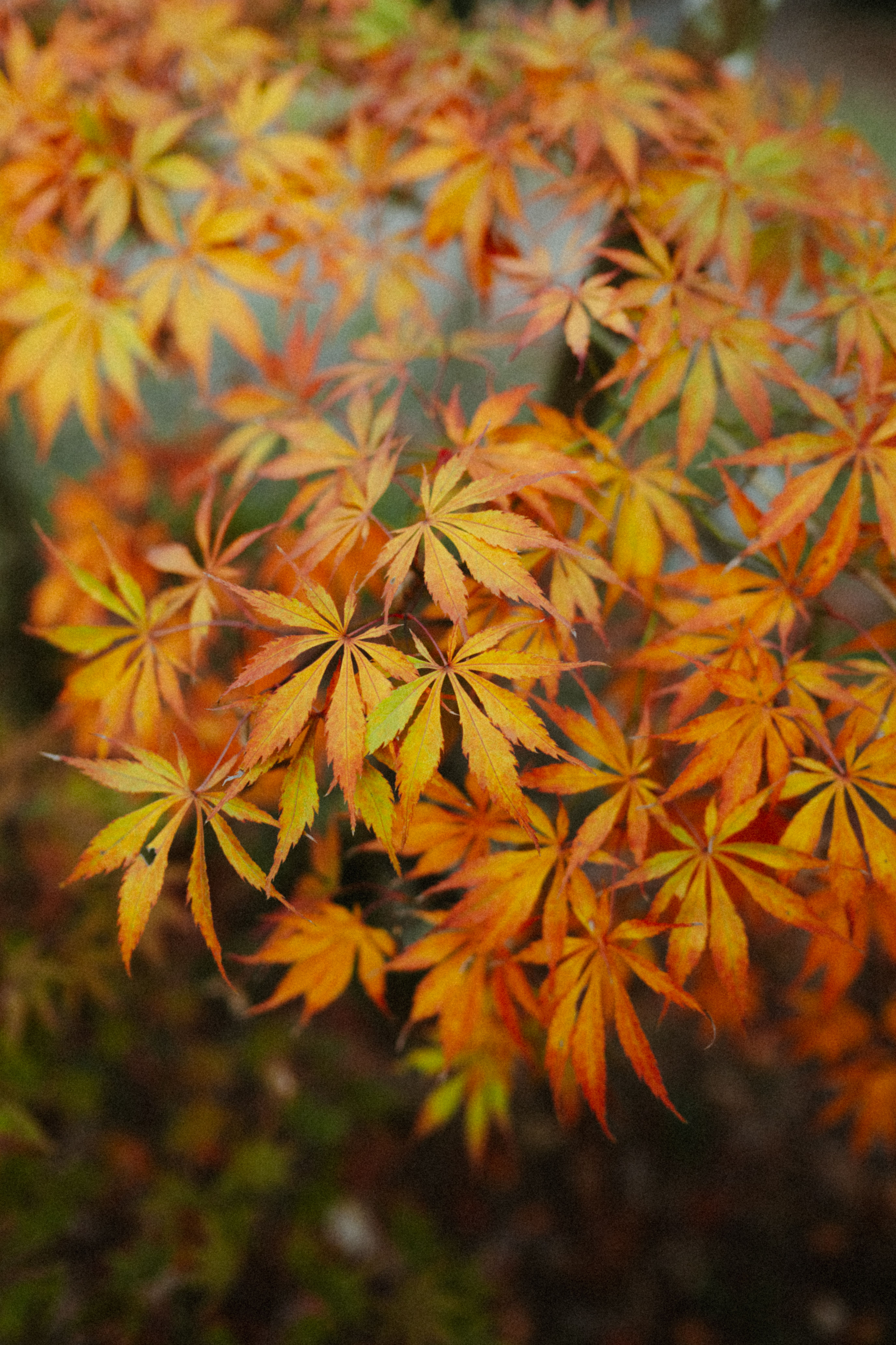 Fotomural Brillantes hojas de otoño en color naranja y amarillo capturadas en un parque de Estambul, mostrando los colores vibrantes del otoño.