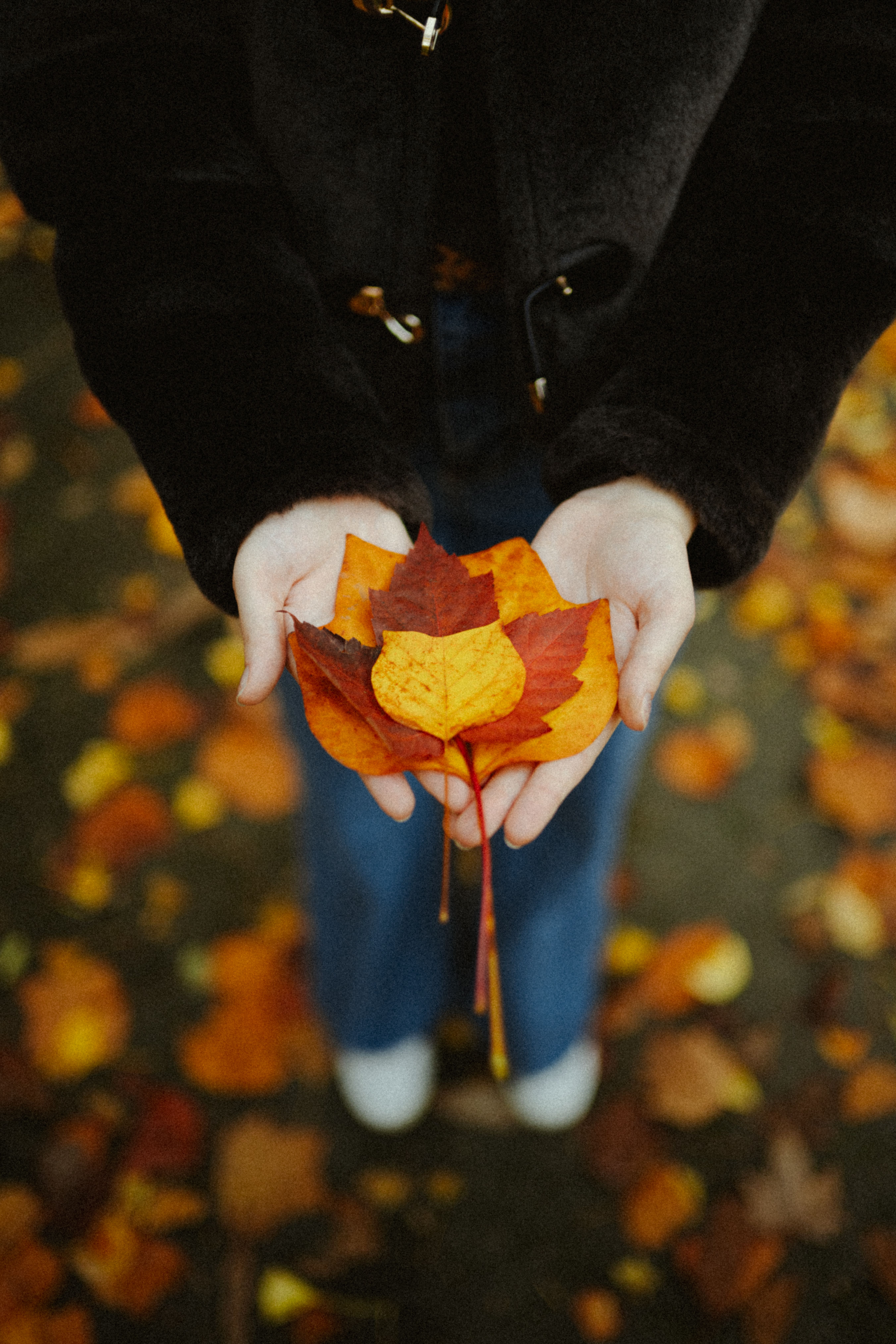 Open Hands Autumn Leaves Falling Photos, Download The BEST Free Open ...