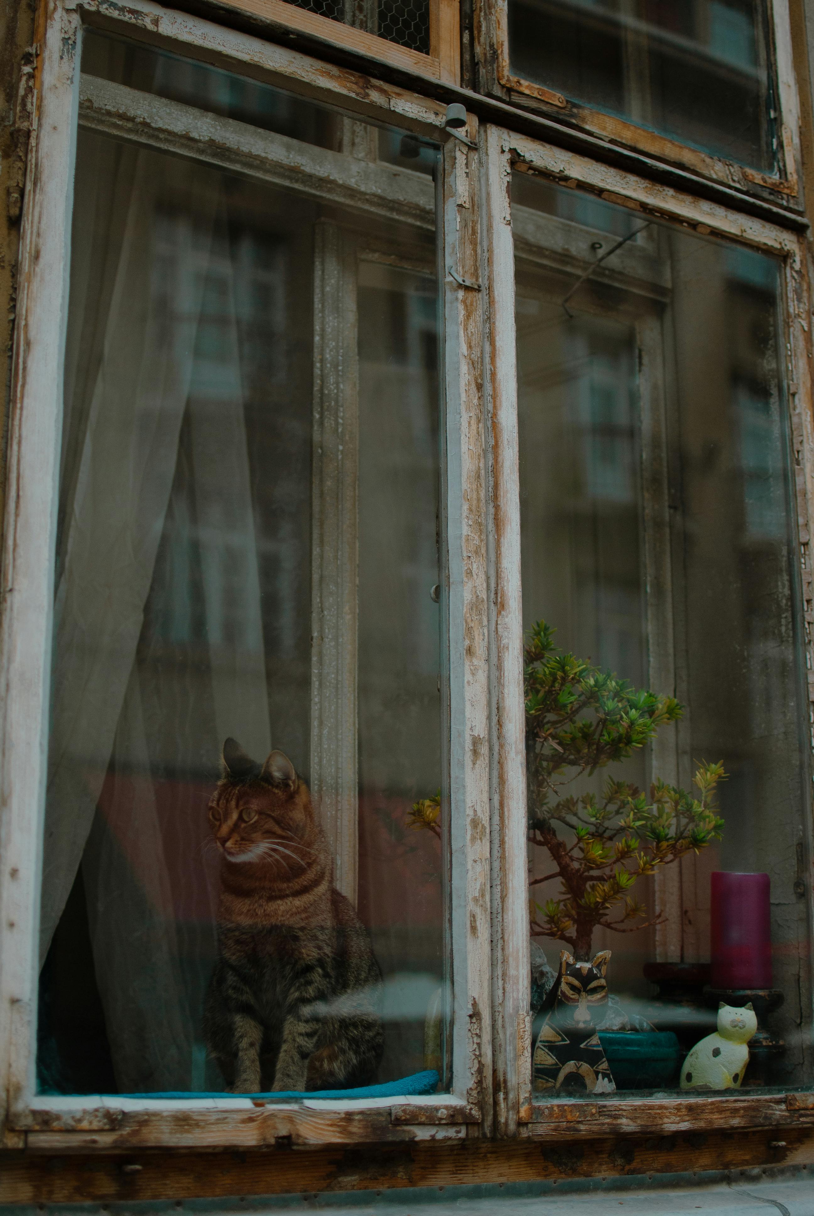 A calm cat sits by an old window with potted plants and charming decor inside.