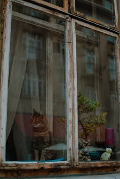 A calm cat sits by an old window with potted plants and charming decor inside.