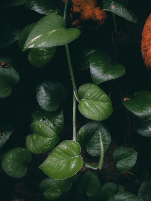 Free Dark green leaves with contrasting shadows in a moody forest environment in India. Stock Photo