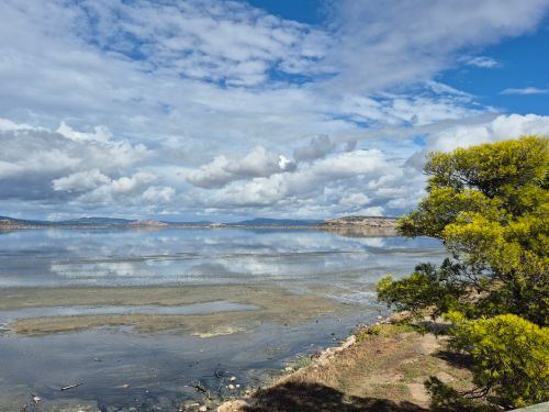 Free Serene landscape of a lake with cloud reflections and a vibrant pine tree on the shore. Stock Photo