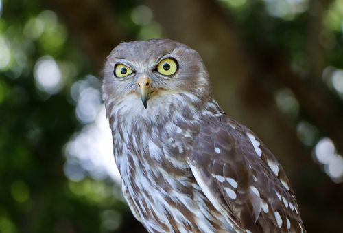 Free Brown owl with striking eyes captured in Fig Tree Pocket, Australia. Stock Photo