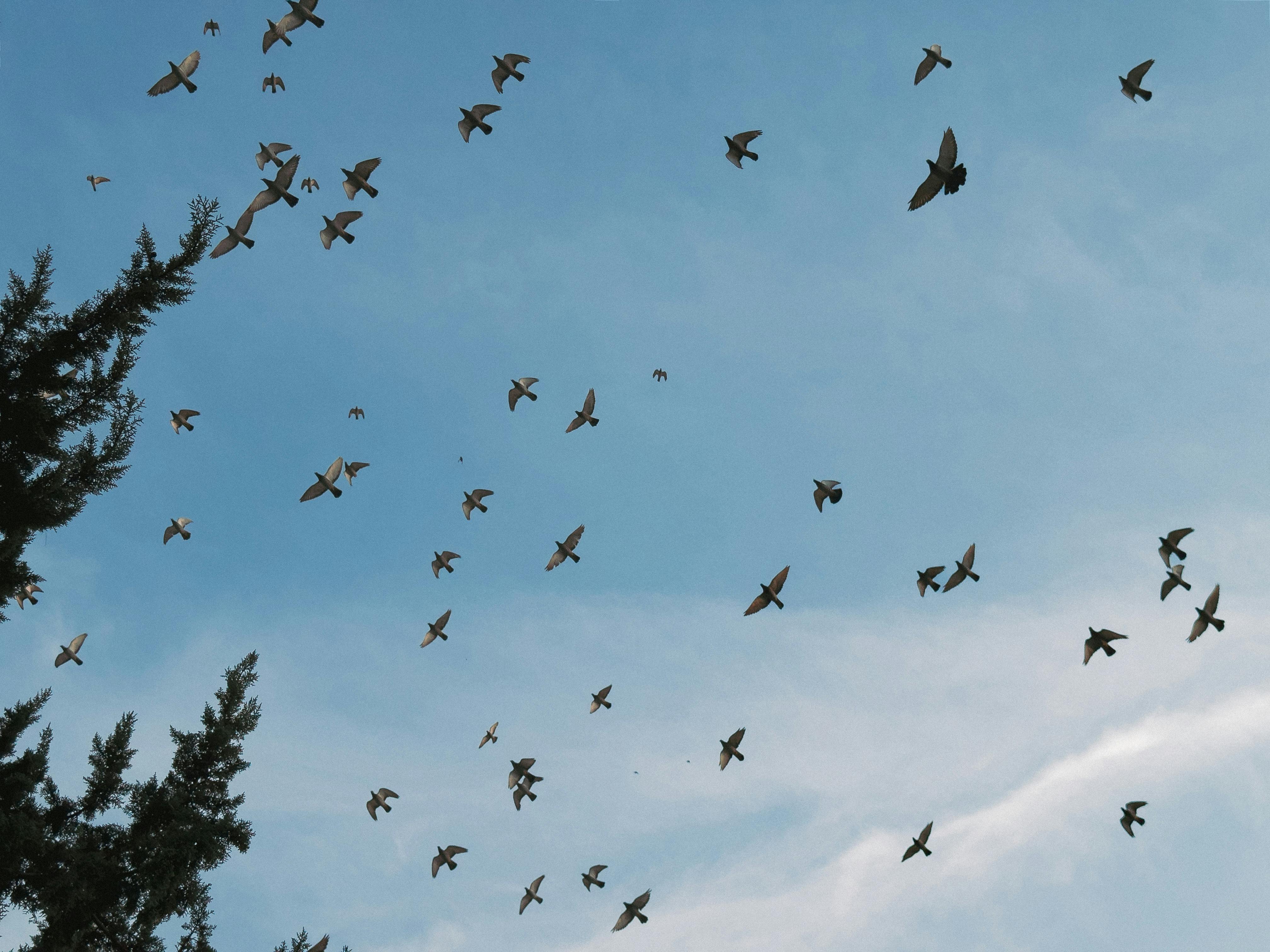 非洲移民返鄉困境 國際移民組織未妥善安置成「人球」