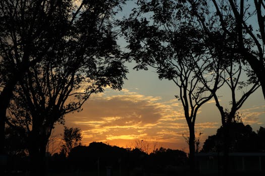 Beautiful sunset with silhouetted trees creating a peaceful scene.
