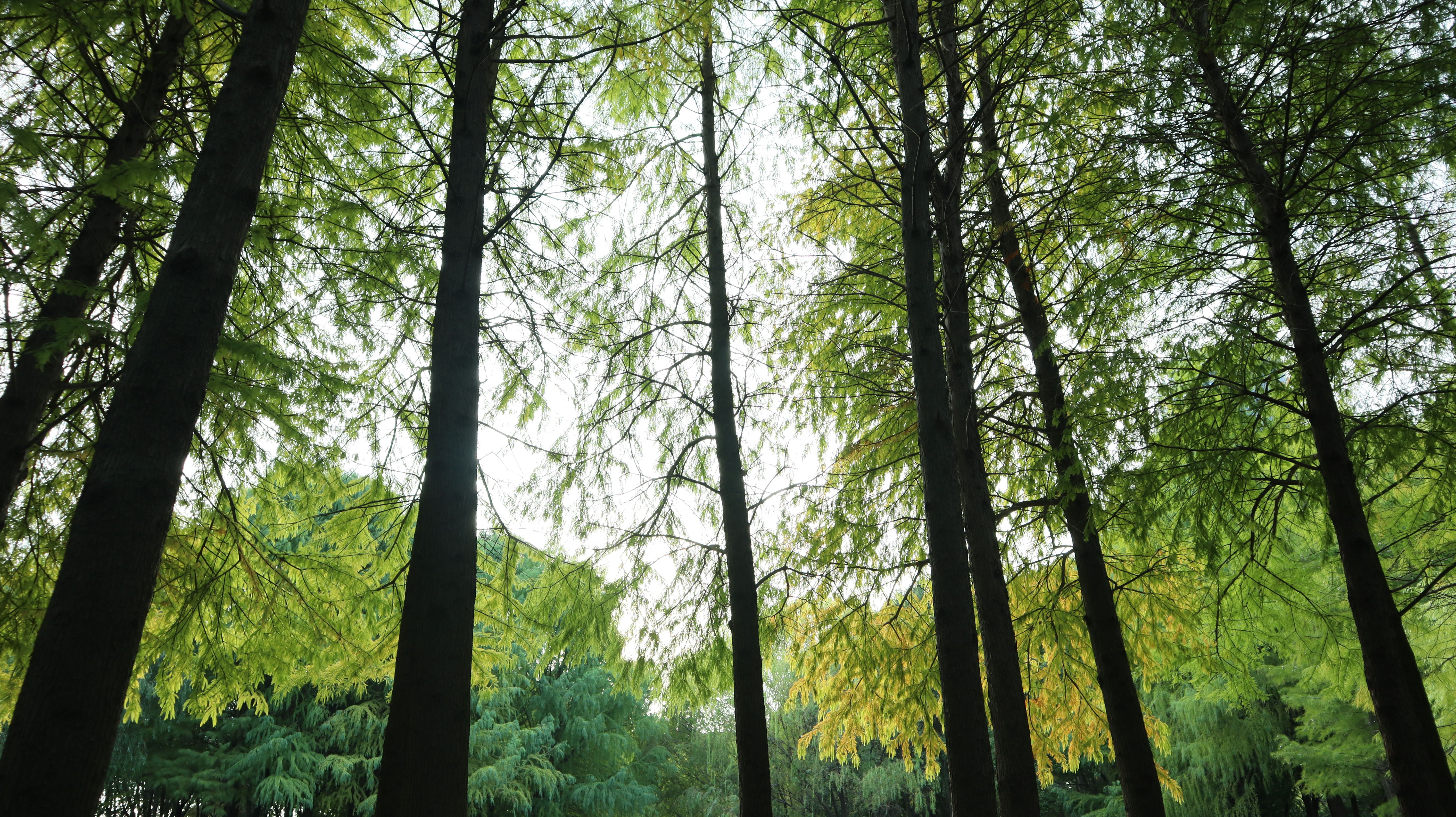 阳光透过树木洒下，宁静的森林 · 免费素材图片