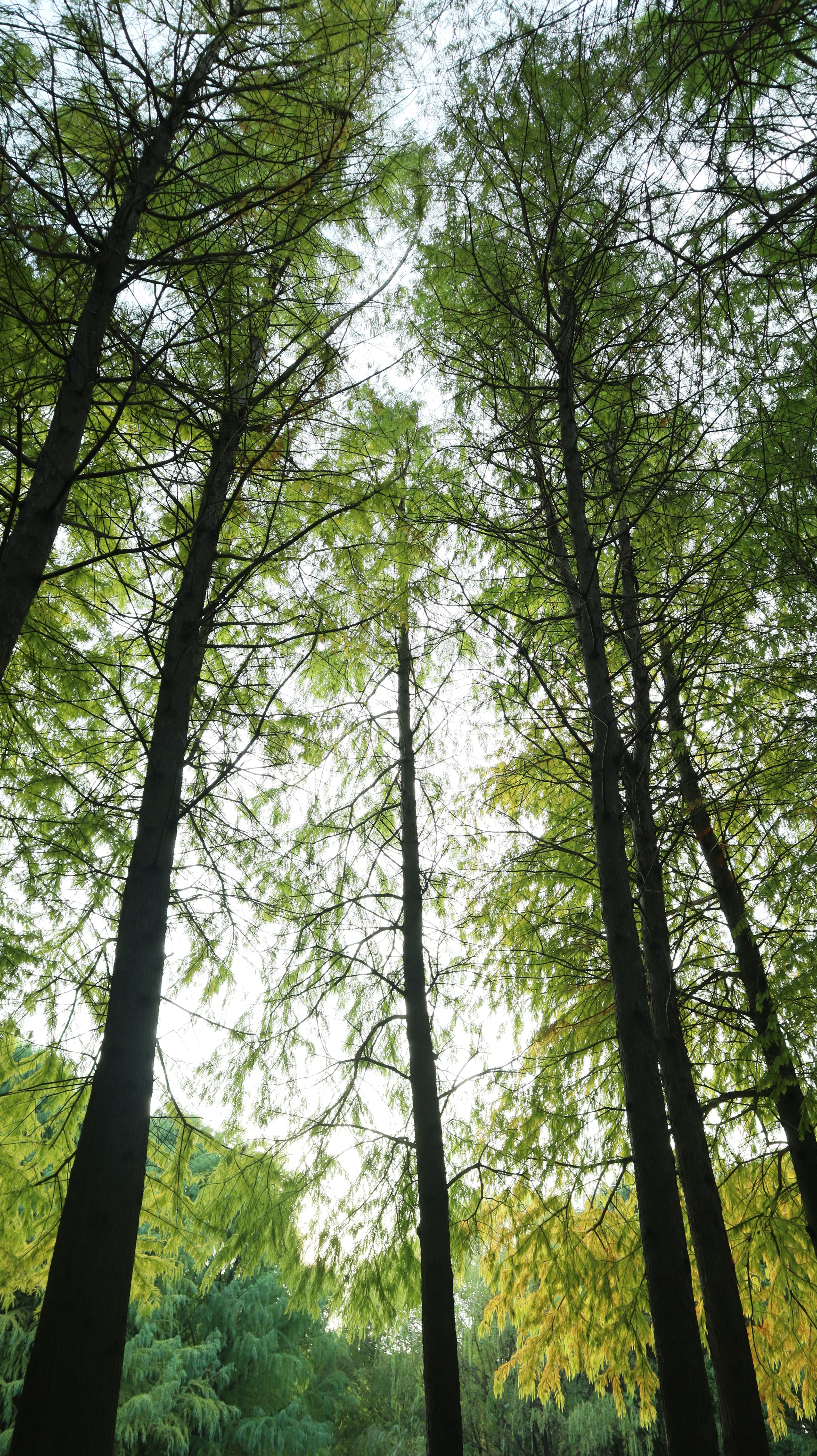 Upward view of tall green trees reaching towards a clear sky, capturing the essence of nature's tranquility.